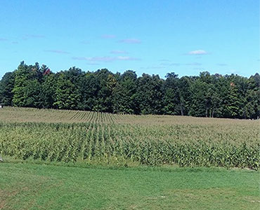 Serendipity Farms summer view