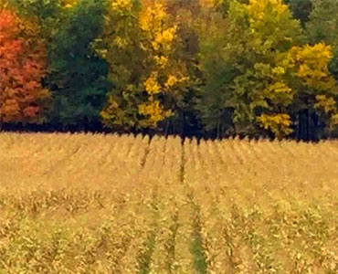 Serendipity Farms autumn view